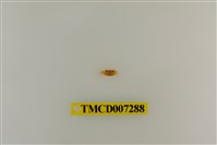 藏品(粗掌開口蟹)的圖片